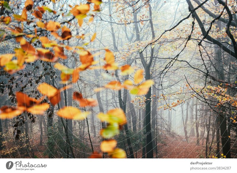 Trees in the mist in Deister Deep depth of field Sunbeam Sunlight Contrast Shadow Day Light Copy Space bottom Copy Space left Copy Space right Copy Space top