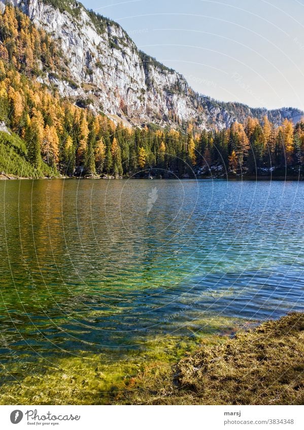 Autumn magic at the mountain lake Lake maple lake Mountain lake Multicoloured Dream Lakeside Rock Illuminate Joie de vivre (Vitality) Autumnal Dreamily Idyll