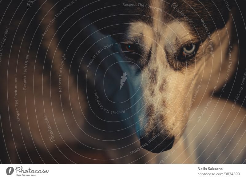 close-up head of Siberian husky dog with blue and brown eyes Dog happy dog dogs dog head background adorable adult Alaskan alert alone animal attractive