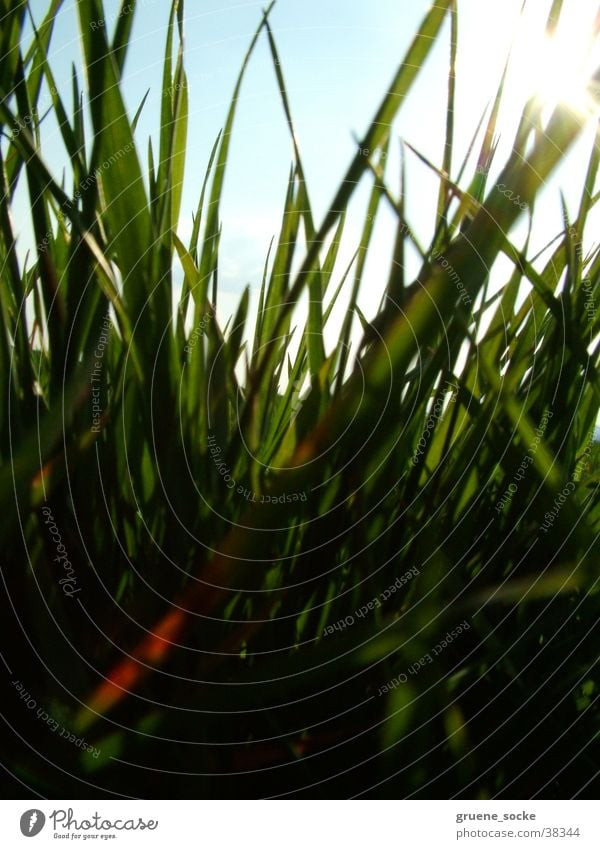 Meadow very close Grass Sun Blade of grass Lawn