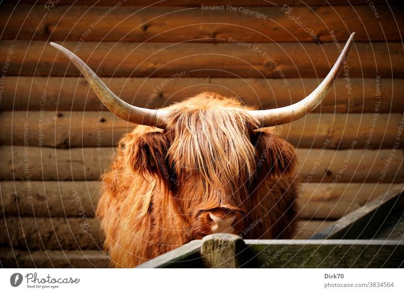 highland cattle Cattle Log home Willow tree Highland cattle Animal Farm animal Cow Exterior shot Cor anglais Brown 1 Pelt Animal portrait Deserted Scotland