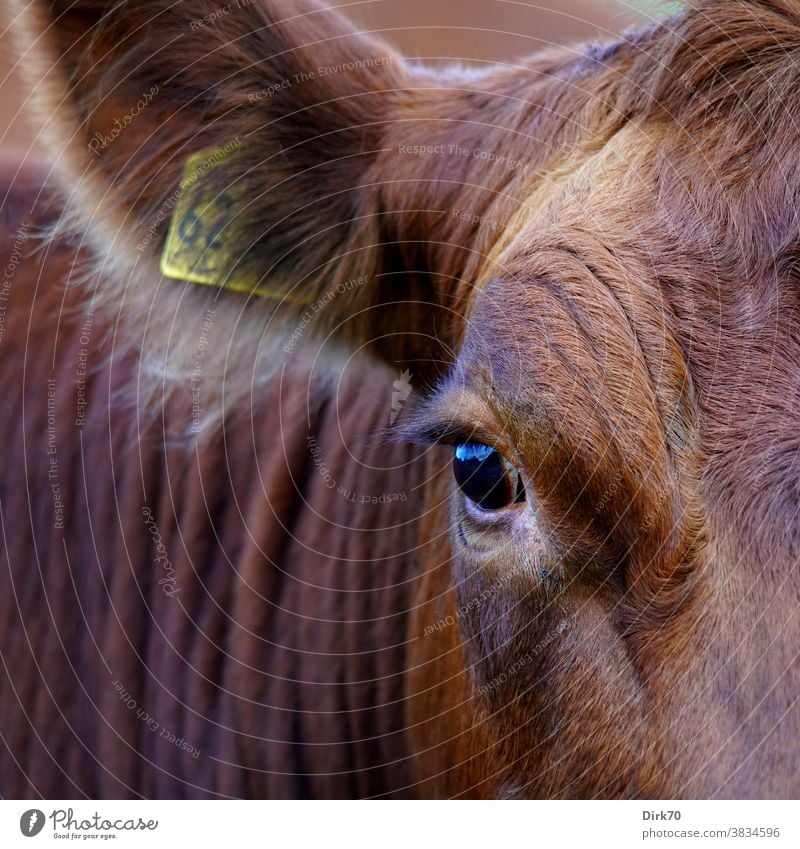 Cow en detail Cattle breeding Livestock Livestock breeding portrait Animal portrait Farm animal Colour photo Exterior shot Agriculture Deserted Day Nature