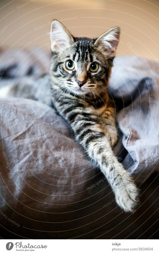 little tomcat looks pretty cute out of the laundry Colour photo recording Close-up animal portrait Cat Animal portrait Cat portrait kitten baby cat hangover