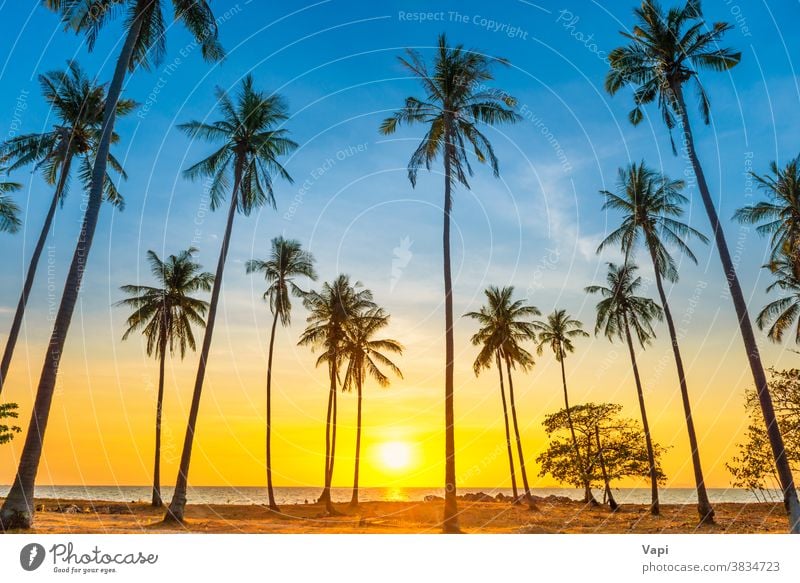 Sunset with palm trees on beach sunset landscape sea island ocean tropical travel summer sky beautiful silhouette nature coconut background vacation orange