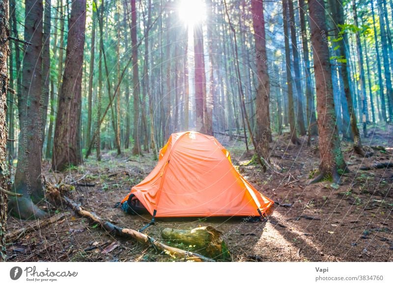 Orange tent in green forest tree sunset nature campsite sunrise trunk orange sunrays pine sun rays beautiful background summer park travel landscape adventure