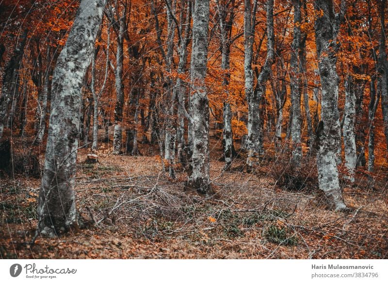 Autumn forest with orange leaves autumn autumn vibes background beautiful bright color colorful environment fall foliage fresh air golden green landscape leaf