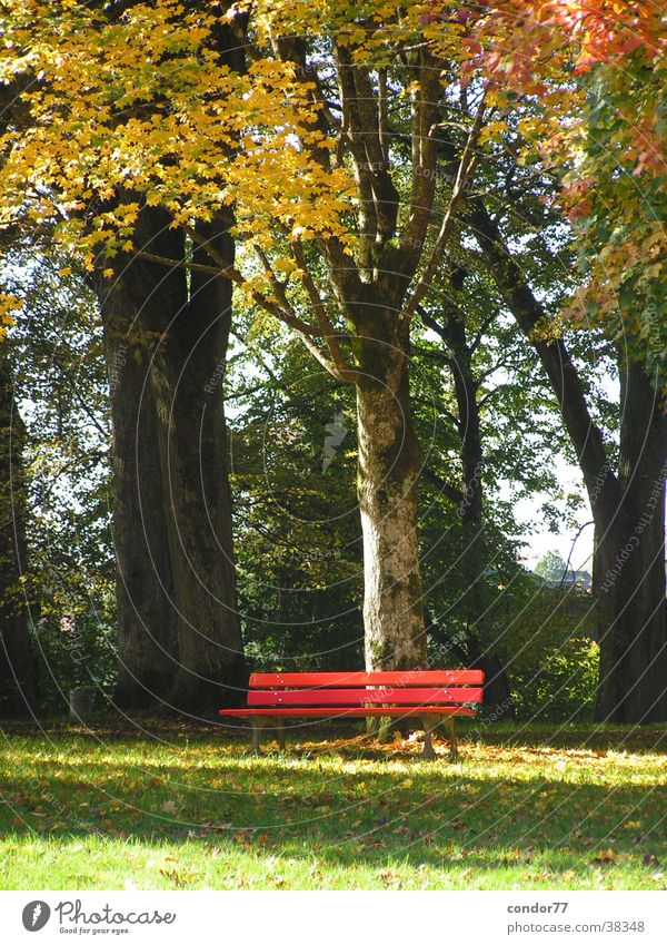 red bench Tree Leaf Bench Lawn Shadow Landscape Graffiti