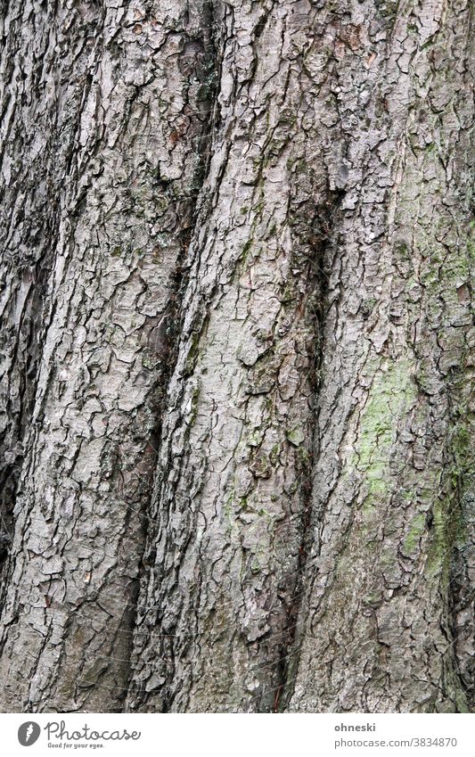 trunk Tree Tree trunk bark Structures and shapes Forest death Wood Forestry Environment Nature