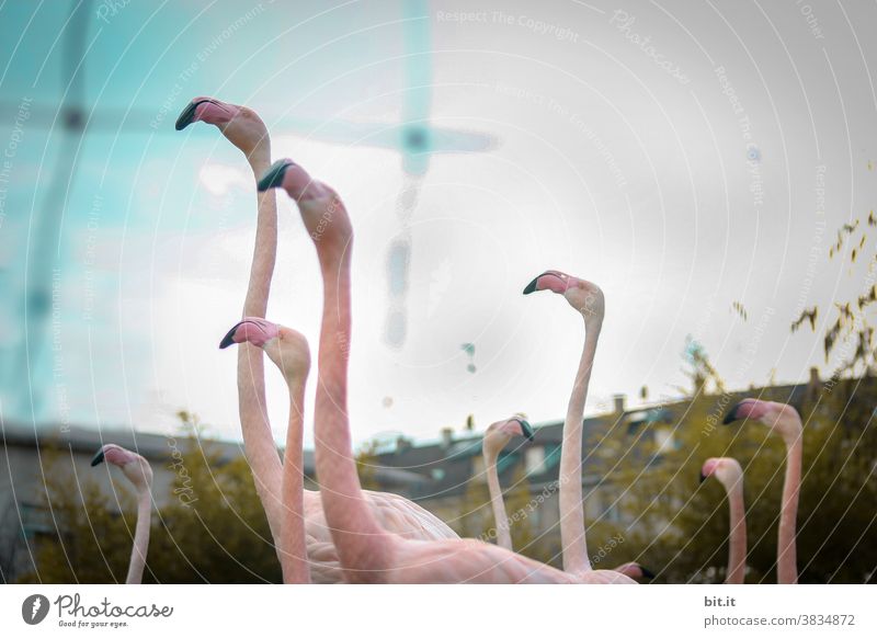 Come on, let's go around the houses. Flamingo Bird Flock group Peer pressure birds Pink Animal animals Group of animals animal world Wild animal Nature Captured