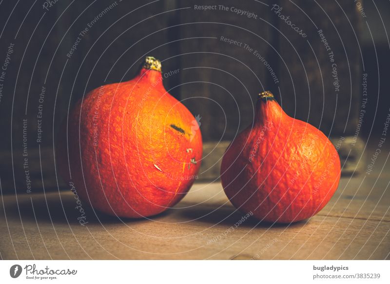 Two Hokkaido pumpkins/pumpkins on wooden floor in front of an old wooden box. Pumpkin Pumpkin time Pumpkin plants Vegetable Autumn Harvest Thanksgiving