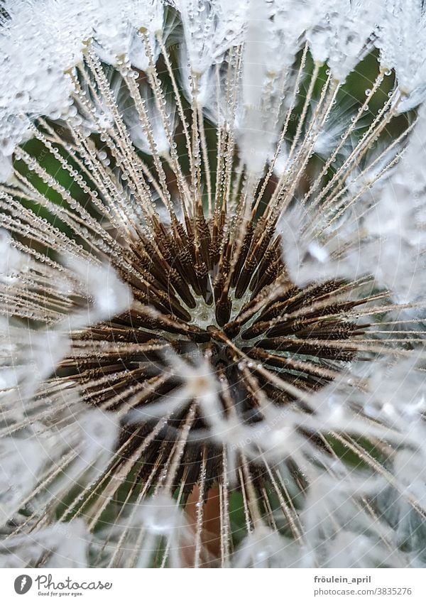 Last flyer - dandelion with drops of water Plant Nature Flower Blossom White Colour photo Deserted Close-up Detail Environment Autumn Dew Drops of water