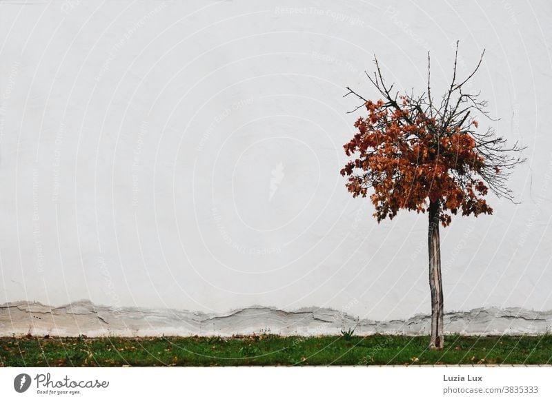 Golden autumn: a lonely decorative maple with autumnal foliage stands in front of a crumbling facade Autumn Autumnal Sparse house wall Autumn leaves Orange