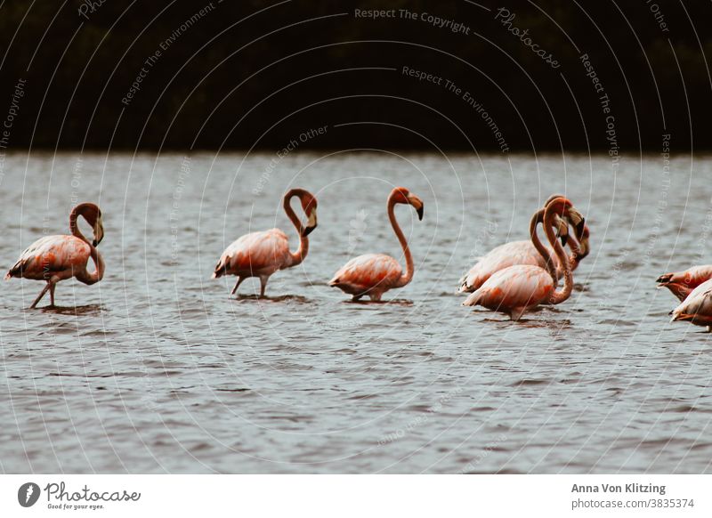 Flamingo Family birds Lake pink Long necks cloudy South America Cuba