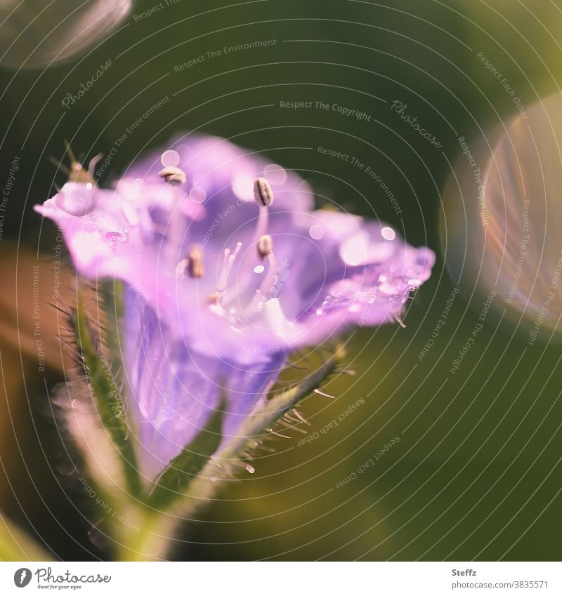 little flower in the October sun little flowers autumn flower purple Violet Flower October Bloom light reflexes certain light Plantlet raindrops october weather