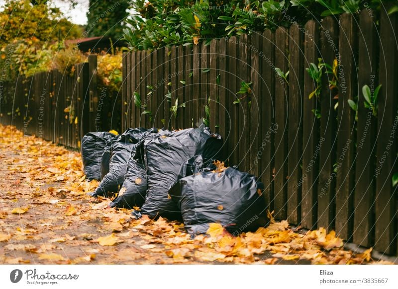 Garbage bags full of leaves on the sidewalk in front of a fence foliage refuse sacks Gardening Autumn rake off Fence Autumn leaves Bags Disposal