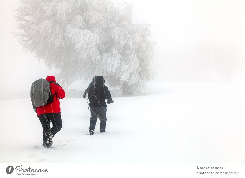 Winter hike during snowstorm in the Black Forest Rear view Long shot Day Copy Space top Exterior shot Colour photo Adventure Leisure and hobbies White Hiking