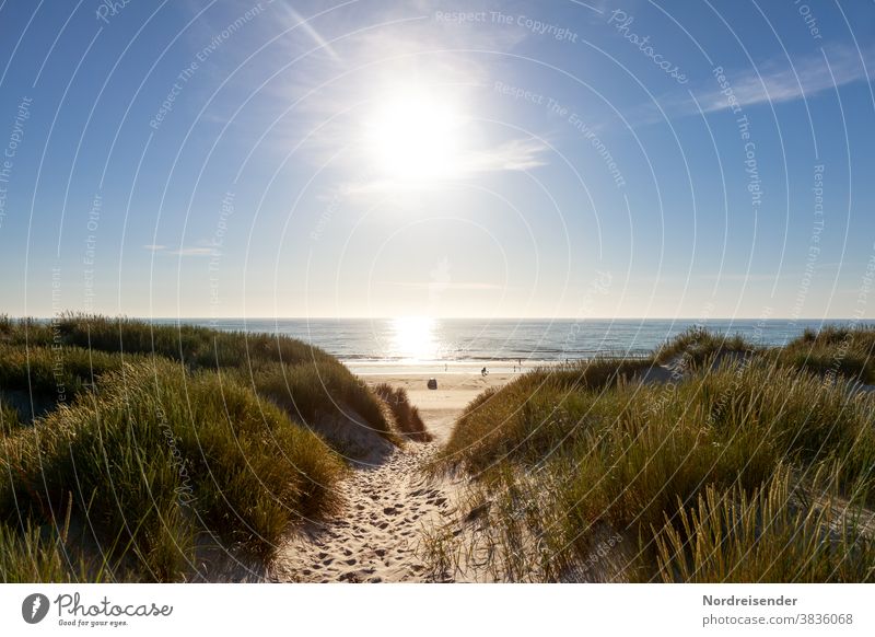 Path through the dunes with a view of the beach of the North Sea Baltic Sea Ocean Water Beach duene car beach Back-light Grass Marram grass reflection glisten