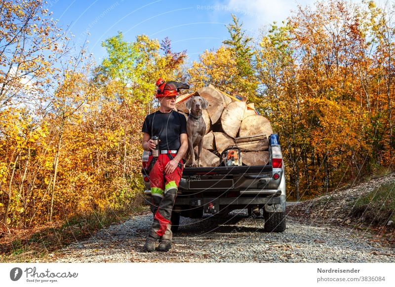 Man and Weimaraner hunting dog take a break from work in the forest Cargo broken wood Heat Supply game together in common best friends fun Funny quaint Wood