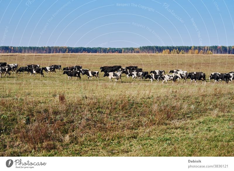 Herd of cows grazing at green field in a summer day herd calf holstein team friesian heffer hoof milk farm grass landscape meadow black white countryside eating