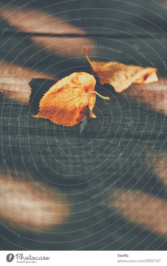 Autumn leaves on the garden table autumn leaves October Colours golden light Transience finite transient Nostalgia Wooden table melancholy melancholically