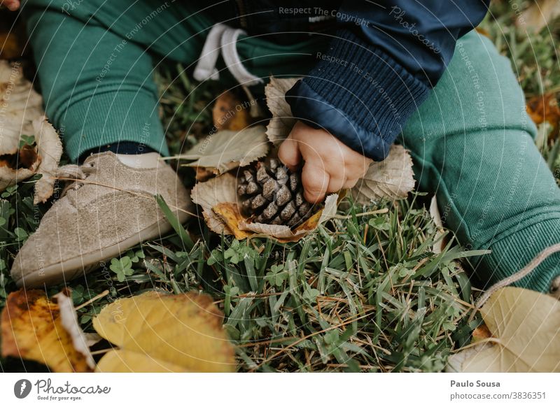 Close up child hand playing with pine cone Pine Pine cone Toddler Child Autumn Exterior shot Tree Cone Nature Brown Forest Close-up Colour photo Authentic