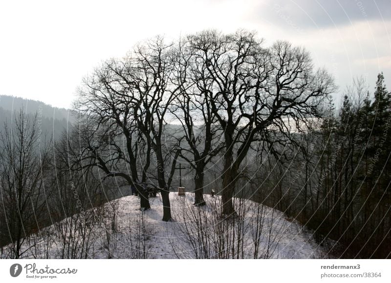 Winterberg Tree Hill Wood Mountain Snow