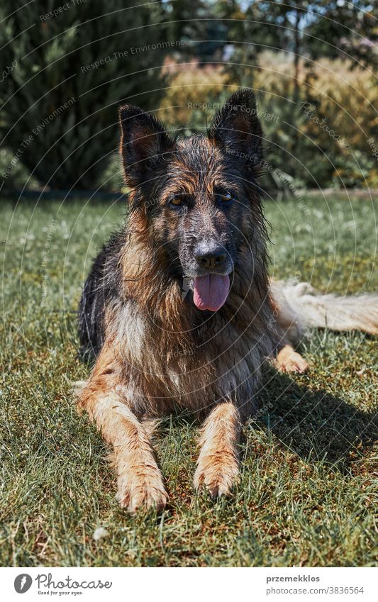 Dog laying on a grass in a home garden animal chill cool cooling dog domestic fun heat outdoors outside pet summertime sunlight thirsty water wet sprayed