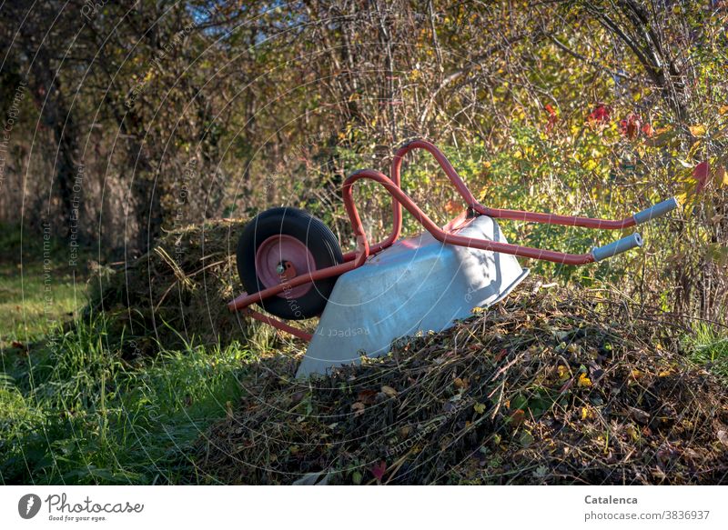 The compost heap grows quickly in autumn Nature flora plants vegetation Change & transformation leaves Hedge Virginia Creeper Hawthorn Compost heap Decompose