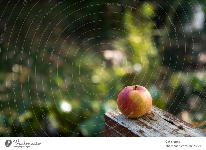 An appetizing apple stands out against the blurred background in the garden Nature flora fruit Apple Plant Grass Lawn foliage Wood Autumn Mature Juicy Garden