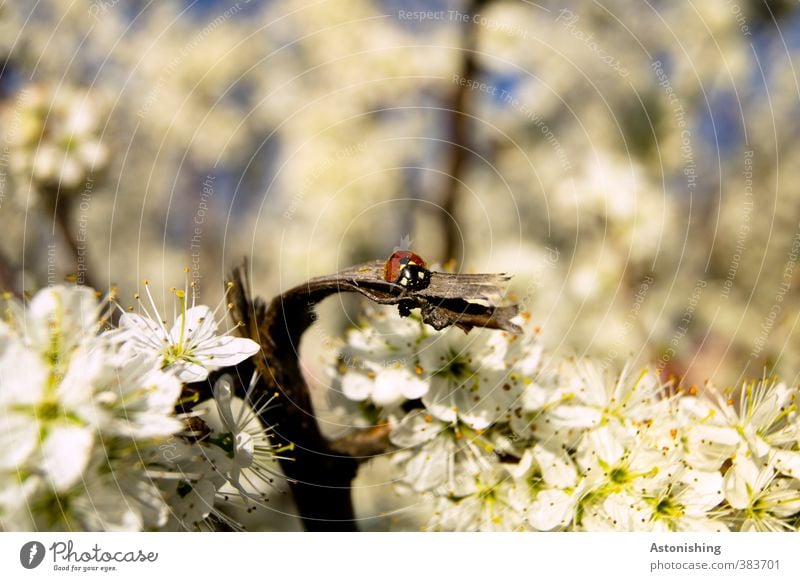 ladybugs Environment Nature Landscape Plant Animal Sky Sun Spring Weather Beautiful weather Warmth Tree Blossom Wild animal Beetle 1 Sit Blue Red Black White