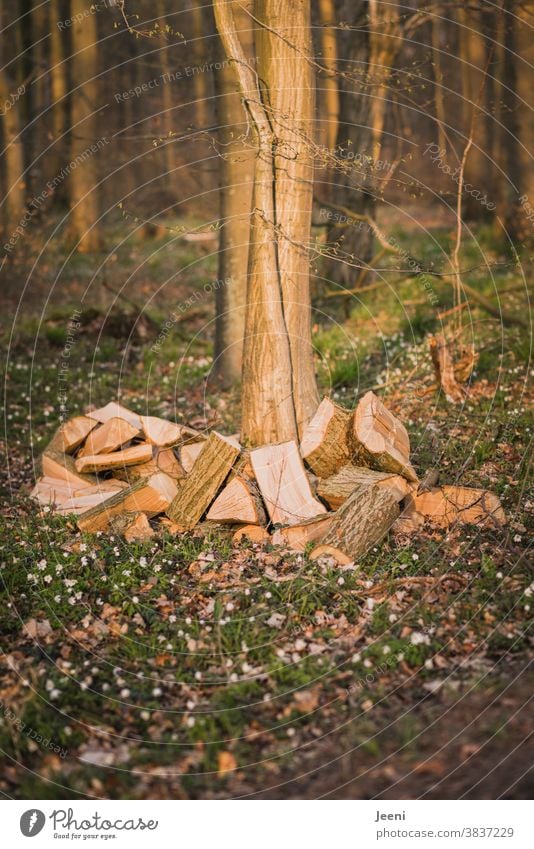 A heap of chopped wood lies in the forest Firewood Wood Logs Forest Tree Stack Brown Heat Wood anemone naturally Environment Heap Supply Material Beech tree