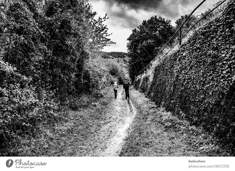 a day in black and white Vineyard Seasons Autumnal Rain Hunsrück Rhineland-Palatinate River bank Mosel (wine-growing area) Moselle valley tranquillity Idyll