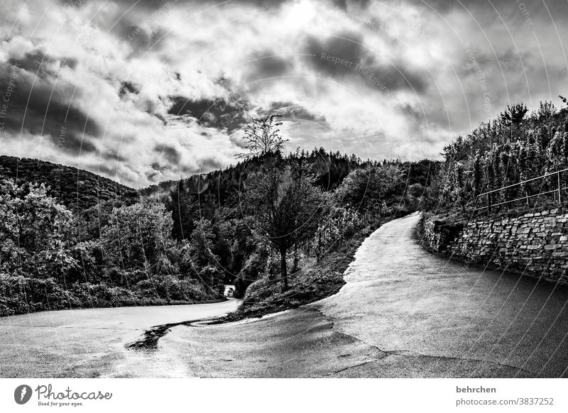 gray in gray | after the rain Vineyard Autumnal Seasons Rain Moselle valley Hunsrück Mosel (wine-growing area) Rhineland-Palatinate tranquillity Trip Mountain