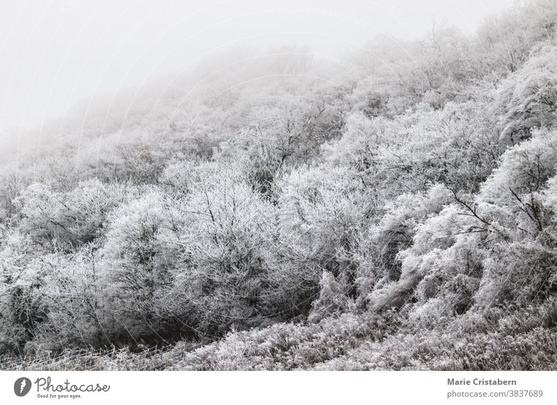 Ethereal scene of a forest covered in winter frost ethereal winter scene climate wintry frigid seasonal winter landscape snow covered trees fairytale wonderland