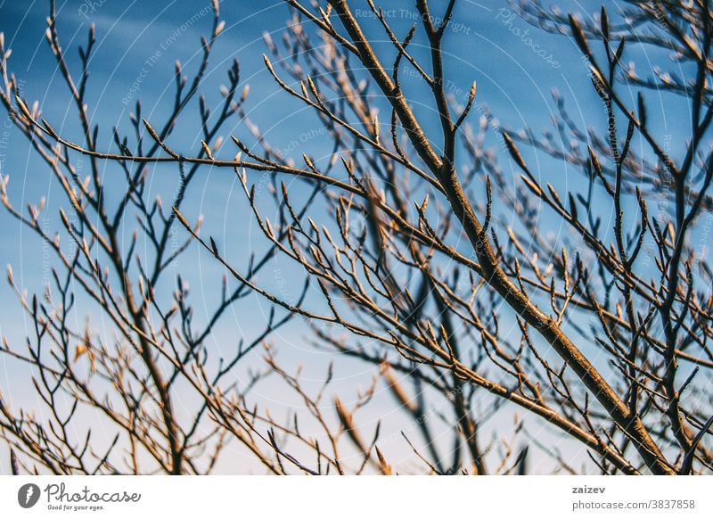 Close-up of the pattern formed by the branches of some bare trees peeled peeled branches bare branches trunk thin peeled trees grove buds sprouts autumn winter