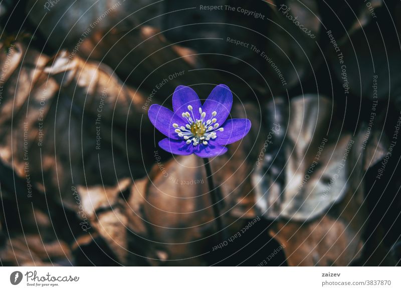 Close-up of an isolated purple flower of anemone hepatica common hepatica liverwort kidneywort pennywort ranunculaceae blossom flowered stamens detail flourish