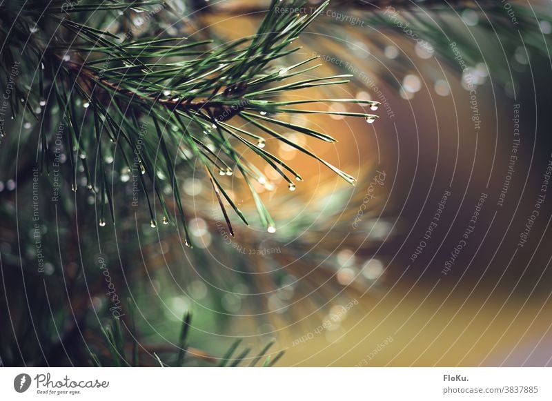 Fir branch with raindrops Rain Drop Water Nature Twig Twigs and branches Plant Drops of water Exterior shot Detail Shallow depth of field Weather Environment