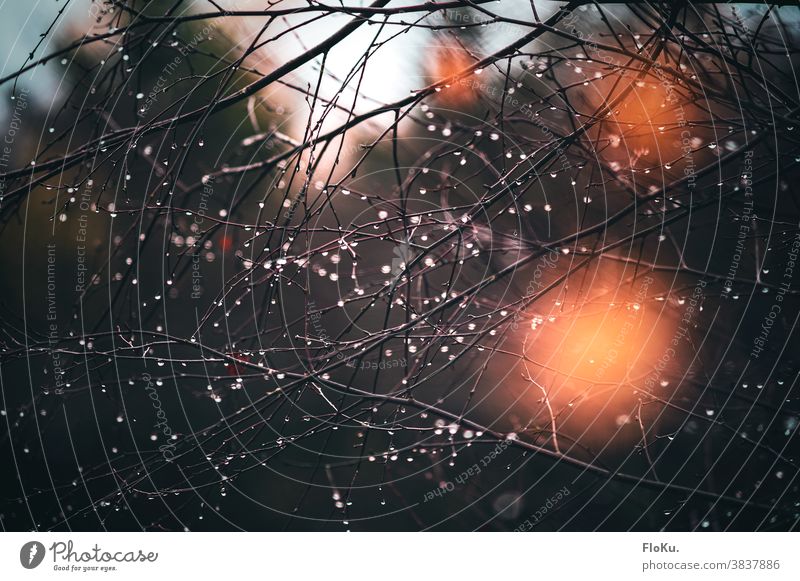 Branches full of raindrops Rain Drop Water Nature Twig Twigs and branches Plant Drops of water Exterior shot Detail Shallow depth of field Weather Environment