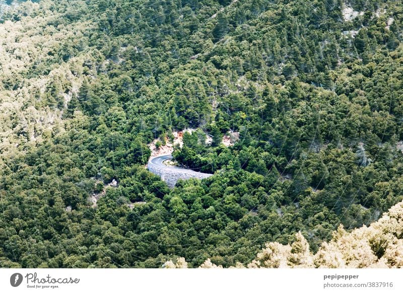 Curve in the forest Forest Street trees Landscape Green Nature off travel Rural Picturesque Tree Outdoors Summer naturally Environment Country road pretty