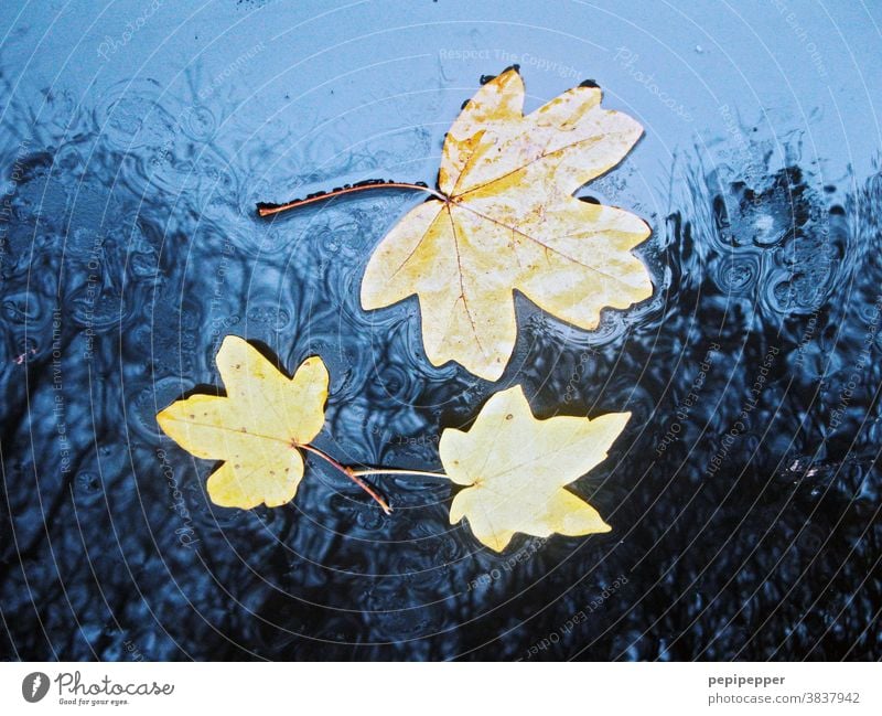 Leaves in the rain on a blue bonnet leaves Rain Autumn Autumnal Nature Autumn leaves Autumnal colours Leaf Colour photo Early fall Blue Car Hood Seasons