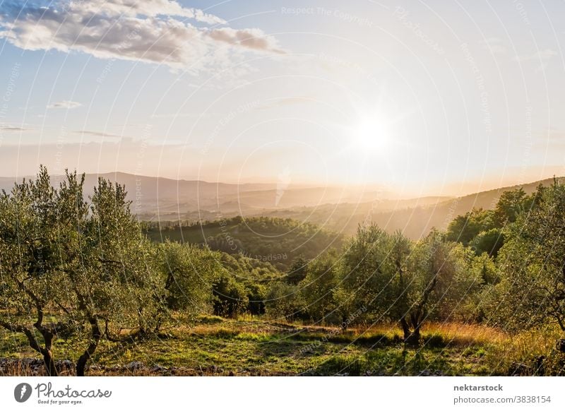 Rural Tuscany Landscape in Summer sun sky landscape cloudscape horizon Italy crop rural foliage verdant Europe day natural lighting sunny summer picturesque