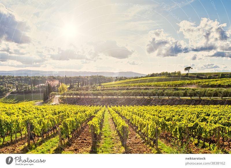 Tuscany Vineyard Rows and Summer Landscape sky vineyard cloud cloudscape idyllic verdant green production agriculture food production farmland rolling hills