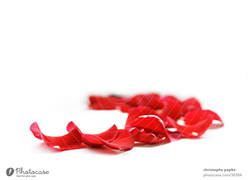 Close up of rose petals Decoration Valentine's Day pink flaked bleed Kitsch Odds and ends Sign Fragrance Faded Bright Red Emotions Spring fever Passion