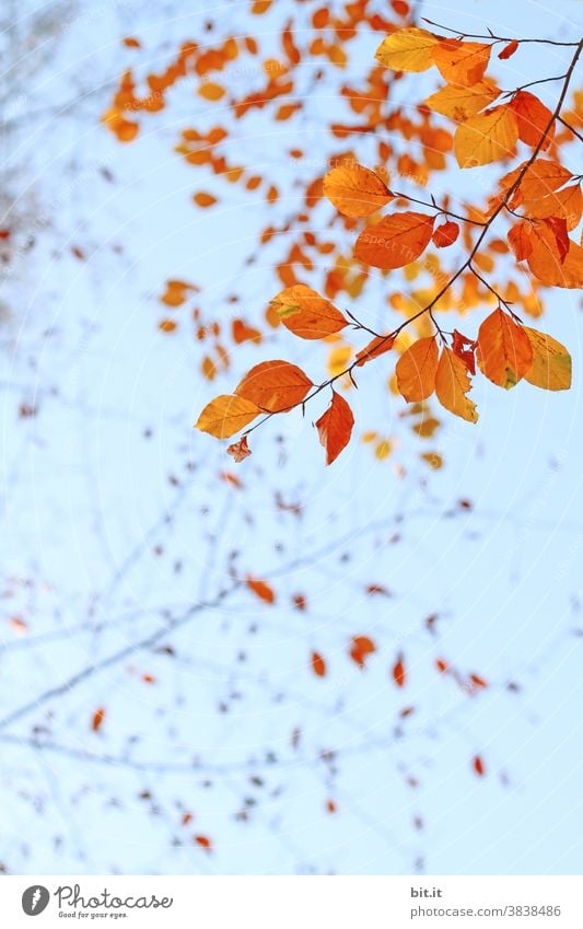 Orange tree leaves hanging in the air... Indian Summer Leaf canopy Autumn Autumnal Autumnal colours Autumn leaves Early fall Automn wood Sense of Autumn Nature