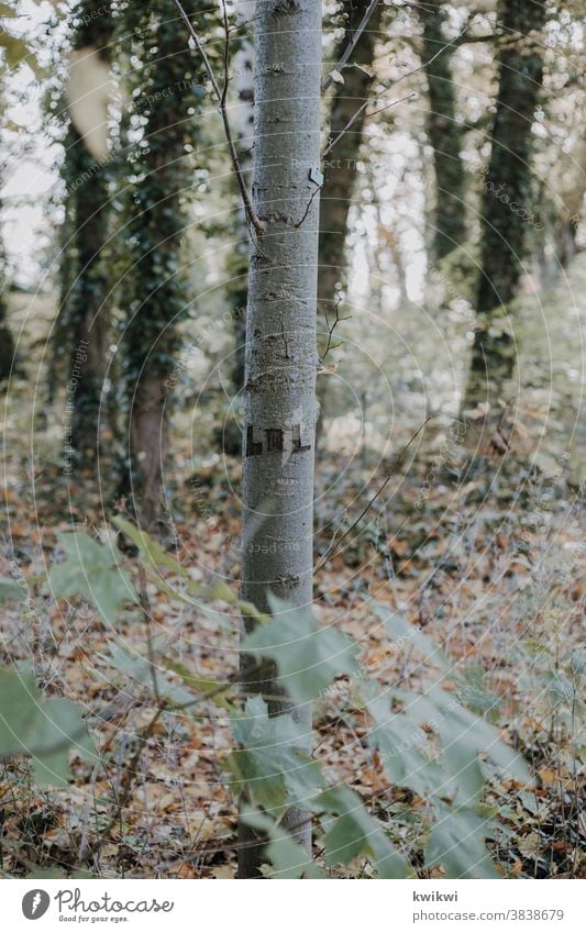 lol Tree Nature Leaf Autumn Forest Exterior shot Colour photo Plant Environment Deserted naturally Landscape Day Brown Green Tree trunk Branch Subdued colour