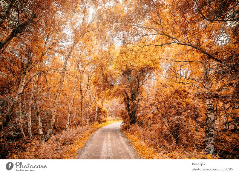 Forest trail in a forest in the fall sunlight day water design november woodland beams forrest autumn forest gold maple vibrant pathway outdoor rural scenic