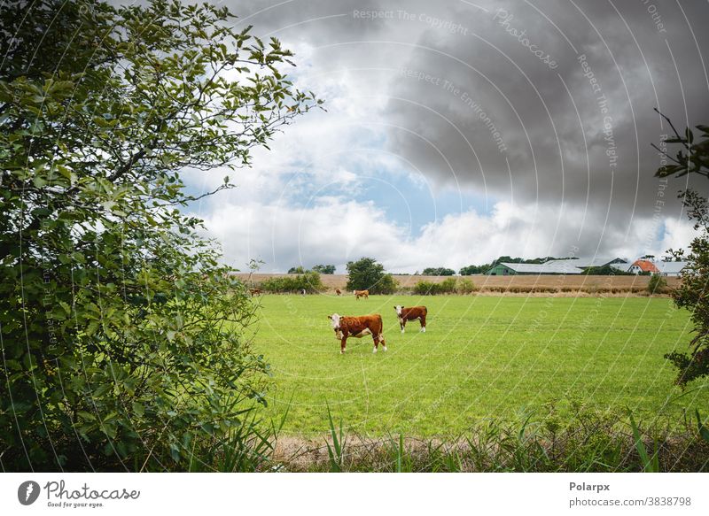 Hereford cattle on a rural field near a farm trees spring ontario copy space white face room for text curious staring cute watching content head rust land