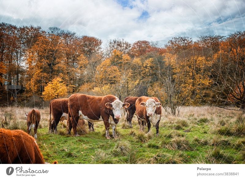 Hereford cattle cows in the fall forest meadow free range woods ranch farmer land environment colorful standing season rural flock outdoors domestic farmland