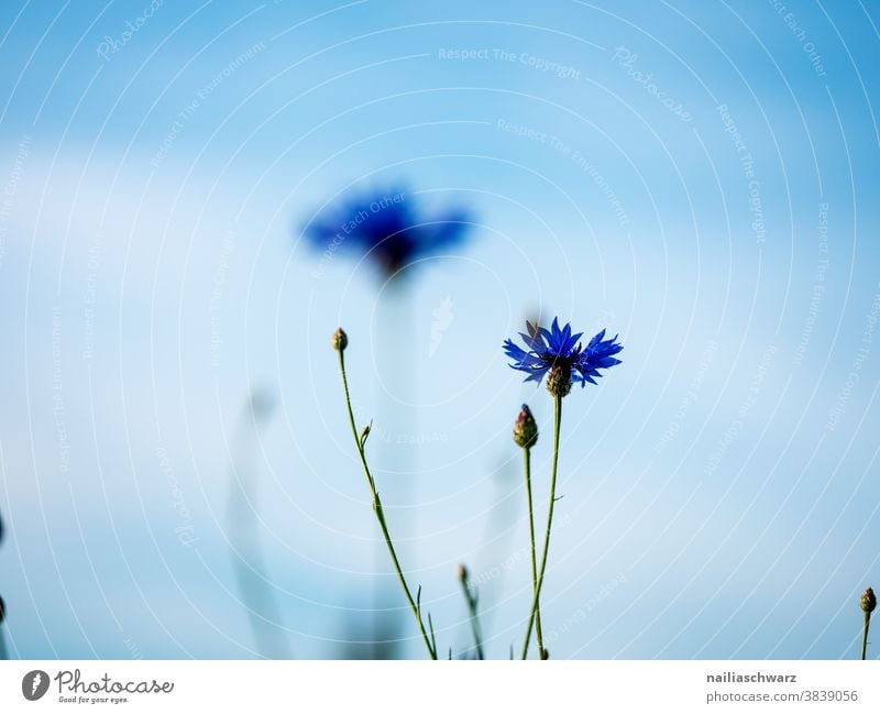 cornflower Cornflower cornflower field cornflower blue cyanus Exterior shot Colour photo Intensive cornflower meadow Flower meadow sunny Idyll Blue Spring fever