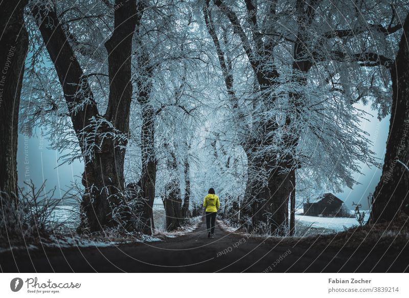 Icy winter avenue Allgäu Bavaria Germany Europe Frost Kurfürstenalle Landscape Nature Fog Forest Winter 2020 Snow Ice quick-frozen Yellow yellow jacket